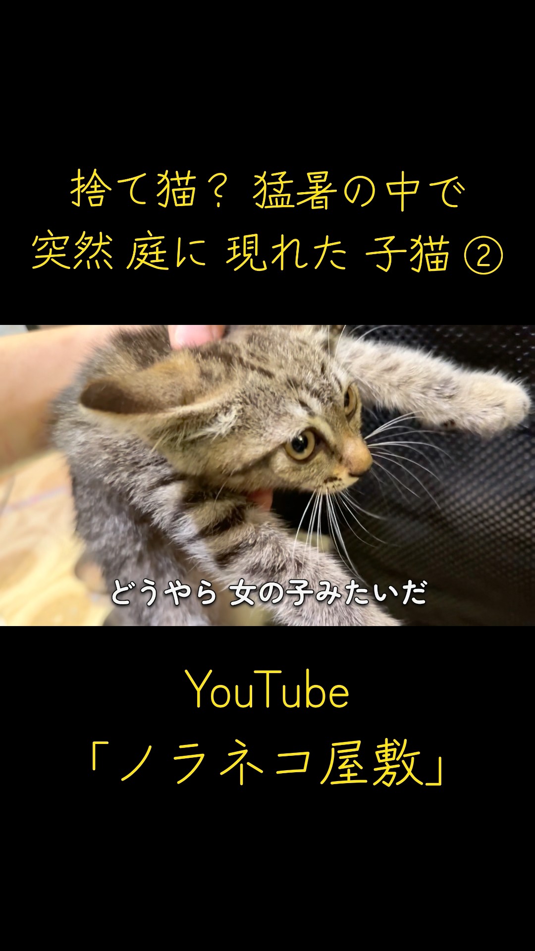 †癒漓猫†断捨離中ページです An Abandoned Kitten? A Kitten Suddenly Appears in the Garden