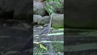 The great blue heron by the lake