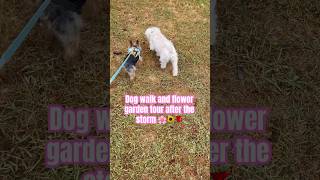 🌷Morning dog walk &amp; flower garden tour #walkies #yorkie #dogs #flowergarden #miniatureschnauzer 🌼