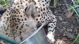 Cheetah feeding time