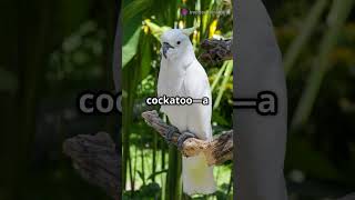 Charming Creatures Cool Animals Starting With Letter C