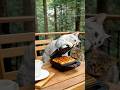 Cats Make Waffles! #ai #aicat #cat #cute #生成ai #ねこ #猫 #kawaii #癒し #cooking #waffle