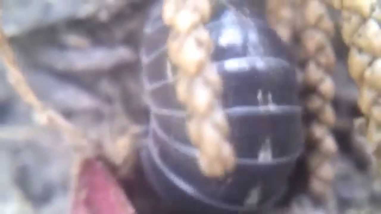 The Microscopic World of My Back Yard