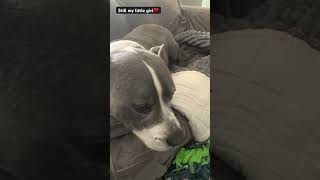 #pitbull #Doogy #cute