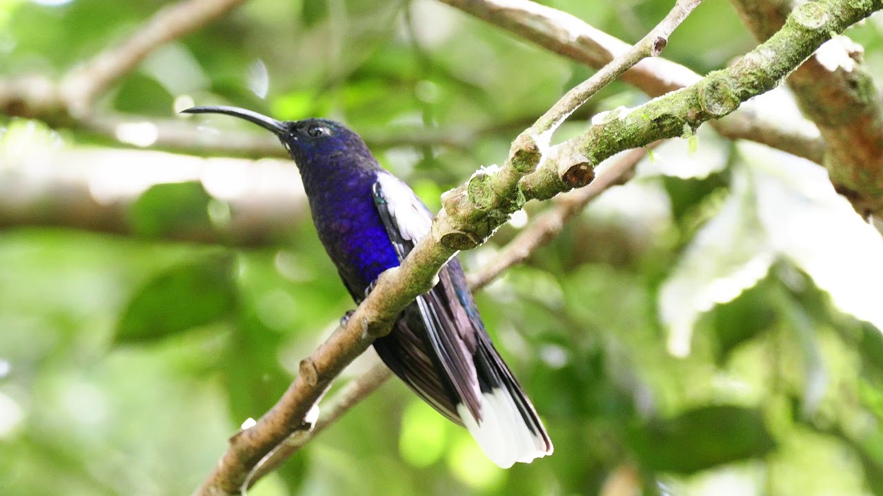 Violet Sabrewing (Campylpterus hemileucurus) 