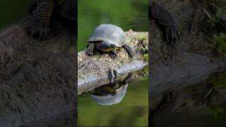 Give An Hour For Earth Earth Hour 2023