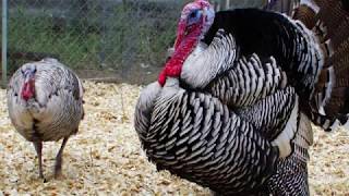 Narragansett Turkey | Flavourful Heritage Birds Heritage Narragansett Turkey