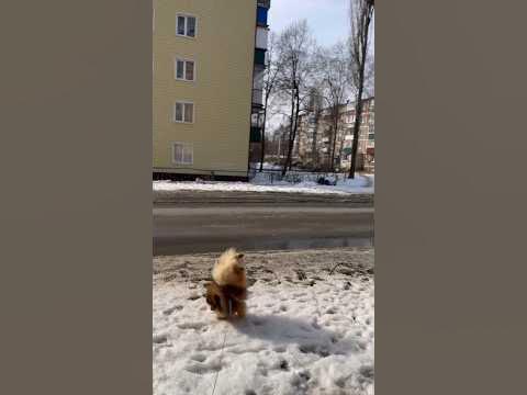 Шпиц-Акробат #аэробика #кабель #собака - YouTube