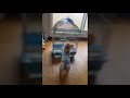 2019.3.27 インコのモレッキが旅立ちました。