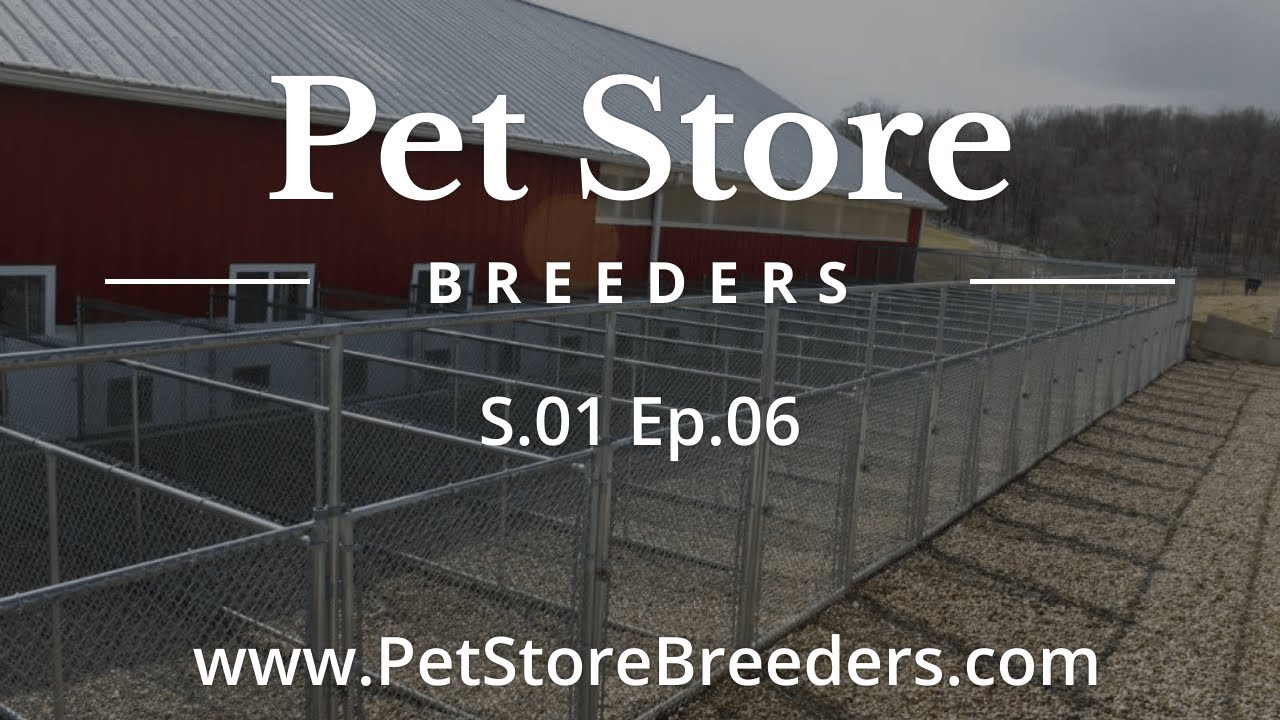 Pet Store Breeder Kennel Tour 6 YouTube