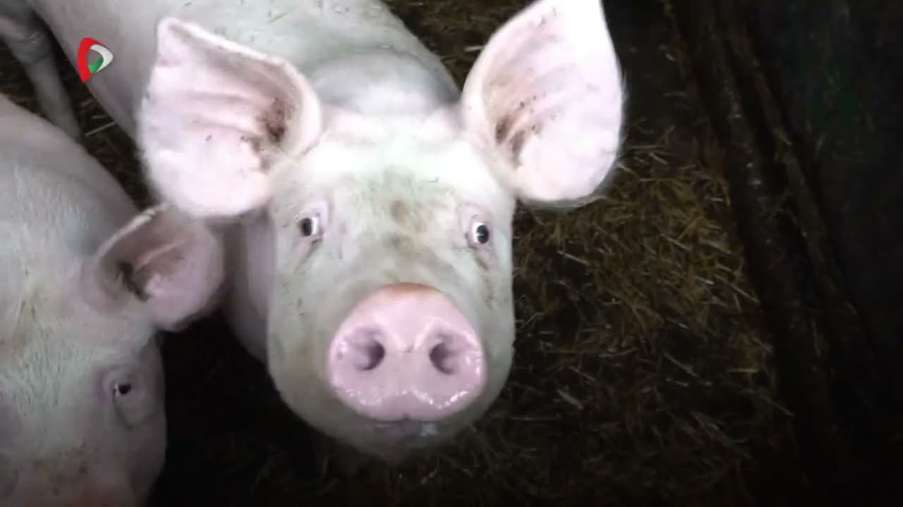 Pannon Gazda – 2026.02.13.