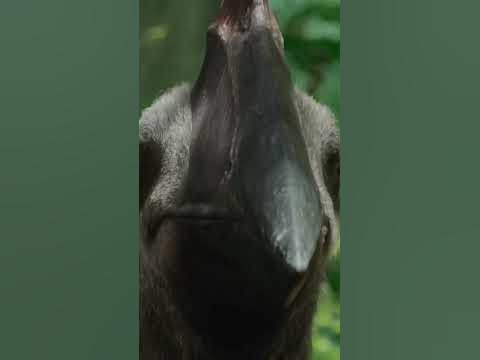 Кетцалькоатль - доисторический повелитель неба #shorts #динозавры # ...