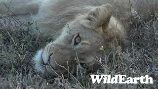 WildEarth - Sunrise Safari -  29 August 2023