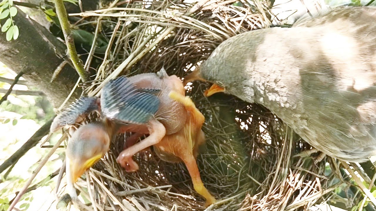 Cuckoo Baby Started Throwing the other Baby out of the Nest Mother ...