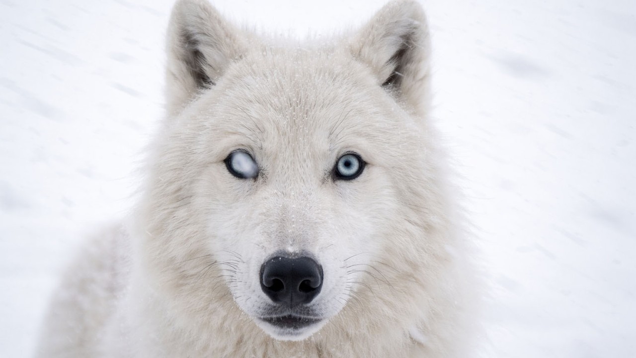 This Arctic Wolf Is Partially Blind And Separated In A Blizzard - Her Mate Does Something Unexpected