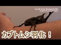 【！虫注意！】やっとカブトムシが羽化したよ！2016年