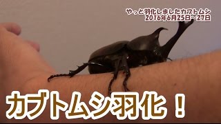 【！虫注意！】やっとカブトムシが羽化したよ！2016年