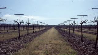 Vineyard Design - Grape Video #44