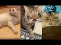 Cats Try On Snapchat Filters - Try Not To Laugh 2