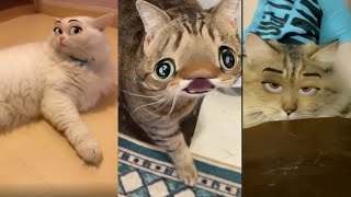 Cats Try On Snapchat Filters  Try Not To Laugh 2