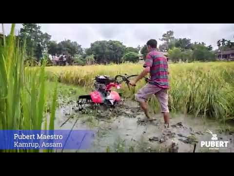 ভিডিও: চাষী Pubert: Primo 65B D2, Nano এবং অন্যান্যদের বৈশিষ্ট্য। ক্লাচ কেবল কীভাবে প্রতিস্থাপন করবেন? খুচরা যন্ত্রাংশ নির্বাচন