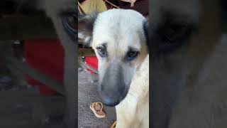  comedy duet viral schattig lucu  puppy foryou