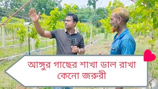 আঙ্গুর গাছের শাখা ডাল কিভাবে করবেন ( How to grow sub branch of grapes plant)