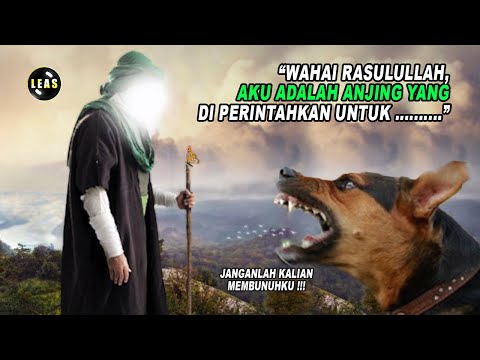 Video: Bisakah Anjing Mencintai? Sebuah kisah nyata