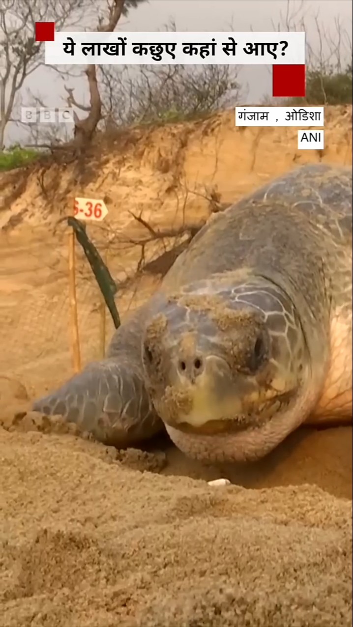 Odisha Turtle Beach: ओडिशा के समुद्री तट पर लाखों कछुओं के आने के पीछे क्या वजह है? | (BBC Hindi)