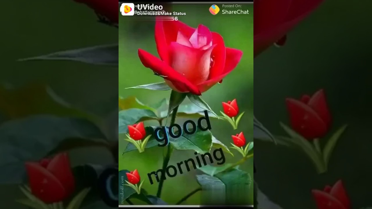 good morning love status video download sharechat