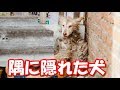 隅に隠れたままのハスキー犬！里親の愛情で活溌な犬に変わる