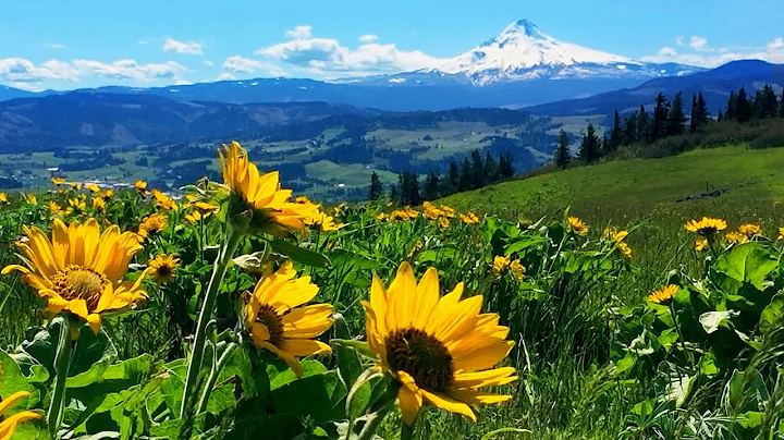 Relaxing Meadow with Ambient Nature Sounds, Wildflowers, and Mountain View - 8 Hours