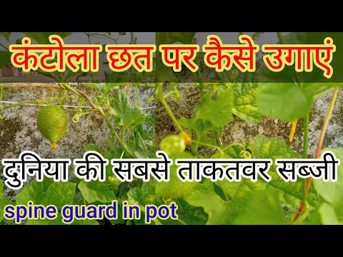 How To Grow Kakrol Plant