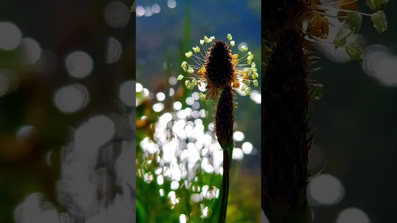 natureshots | forest bathing | nature Therapy 