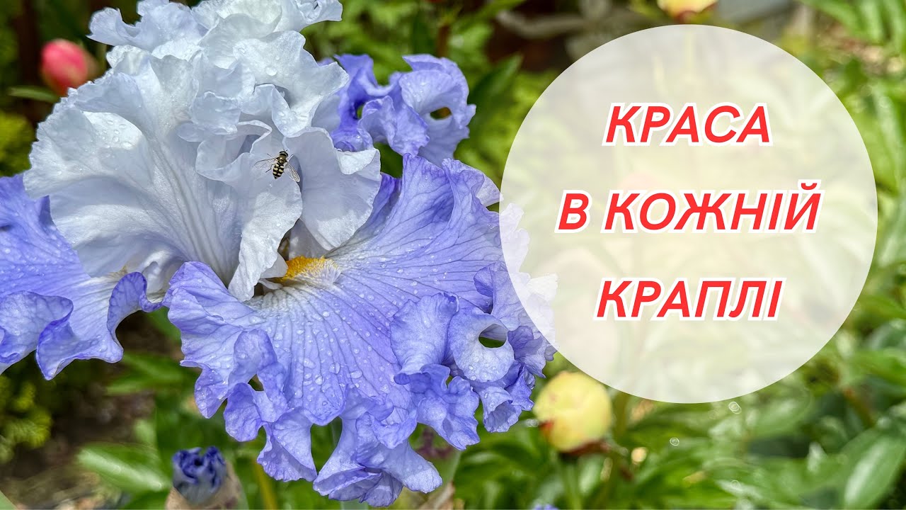 Мокрі, але щасливі! Неочікувана краса! Огляд квітів у дощову погоду 😊🌧
