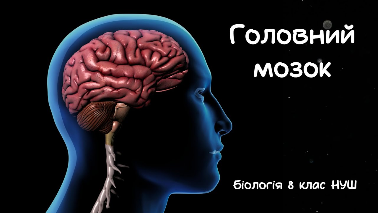 Біологія 8 клас НУШ Головний мозок
