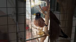 Thả chim SÁO NÂU vào AVIARY TRONG PHÒNG KHÁCH🤩 #datbirdtv #birds #wildtv #animals #pets #shorts