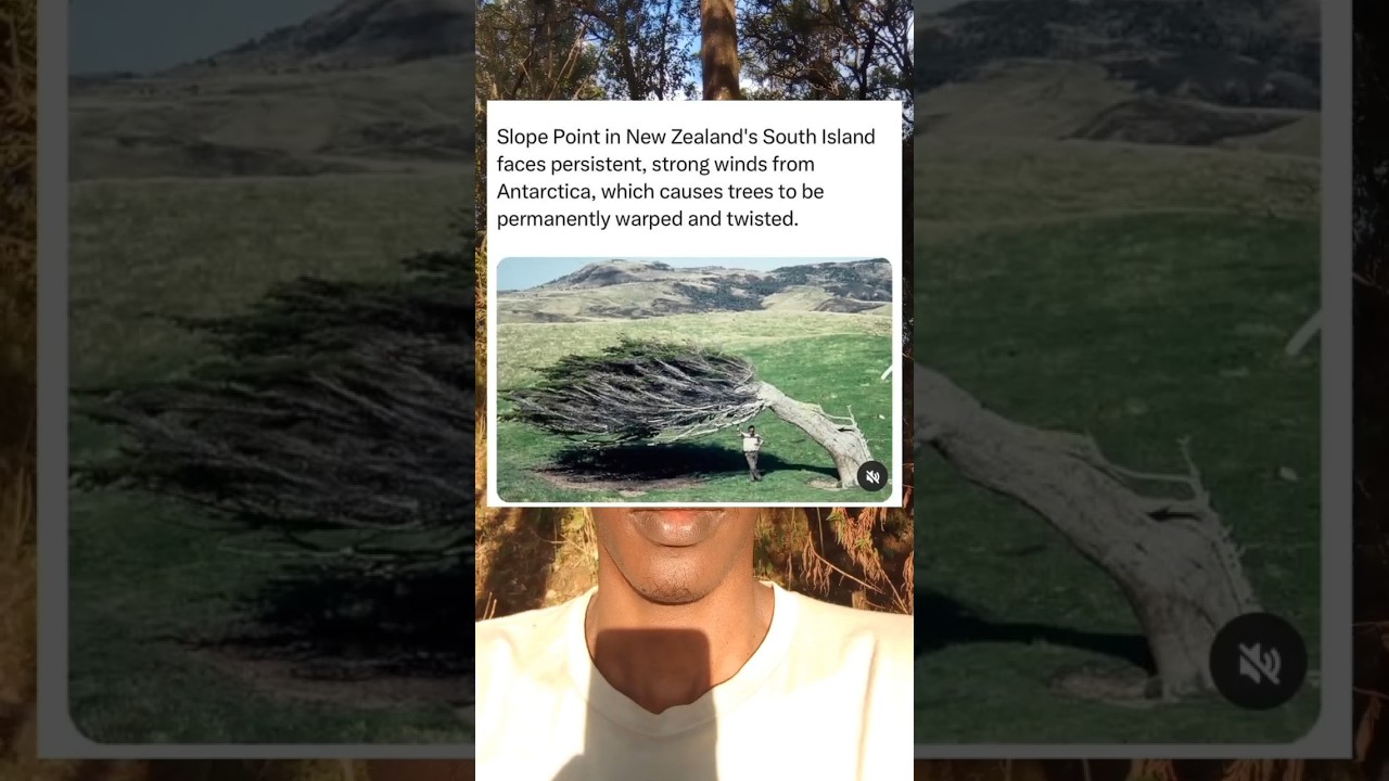 Slope point in New Zealand has persistent strong winds causing  trees to be permanently bent 