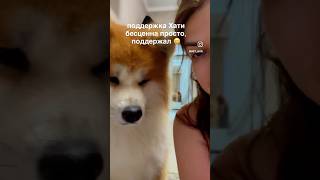 А вас поддерживают ваши собаки когда вы грустите ? #funny #собака #милота #акита