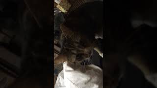 IMG 6454