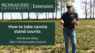 How to take canola stand counts