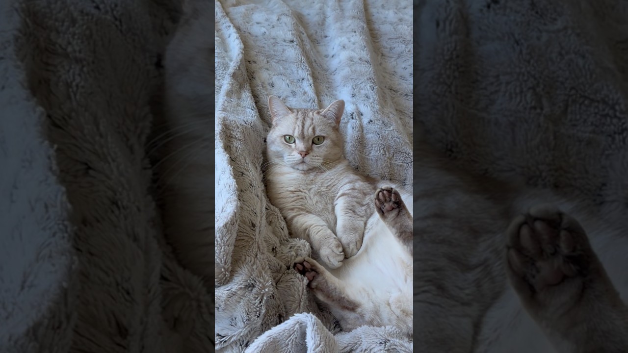 Best birthday ever 😌 #catsofyoutube #cat #catshorts #catvideos #catlover