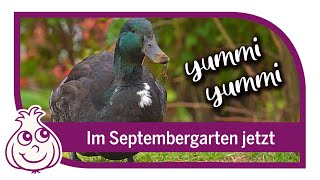 Gartenrundgang mit unseren Enten  🍉 Wassermelonen-Ernte &amp; keimt die neue Aussaat!