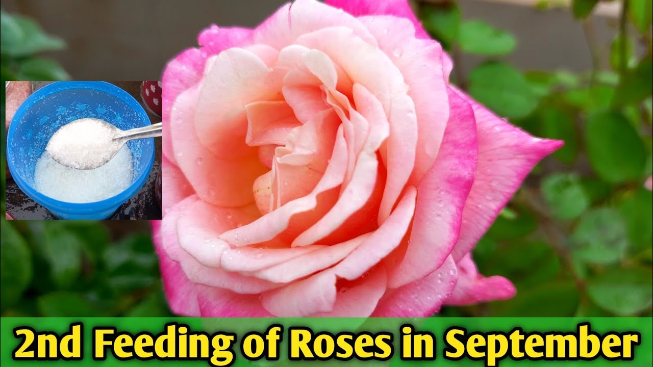 2nd Feeding of Roses in September How to fertilize Roses in September Month ? Rose Care