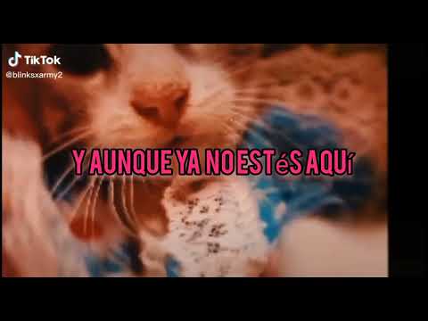 Para el gatito que me hacía feliz