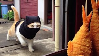 Lagu Kucing Skodeng Ikan Goreng Jiran