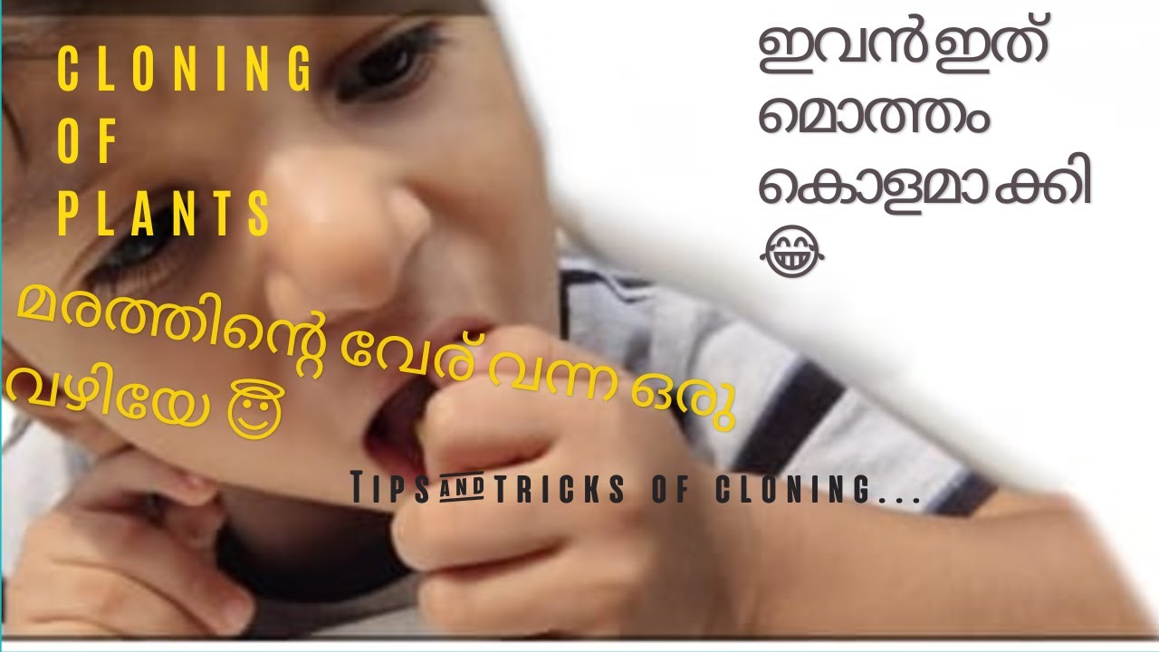 How to grow fast roots in plants in Malayalam 2023 ഇവൻ ഇത് മൊത്തം