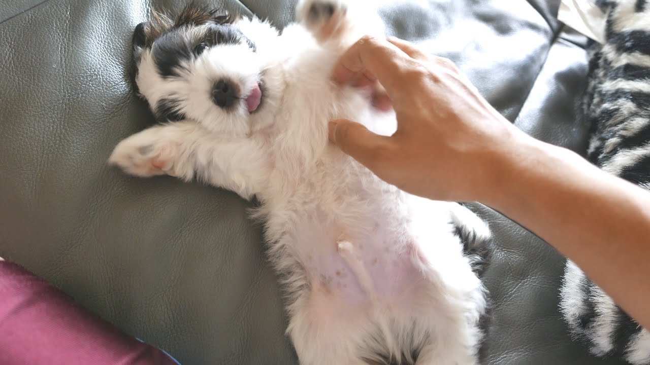 Cookie the Cotton Ball Puppy YouTube