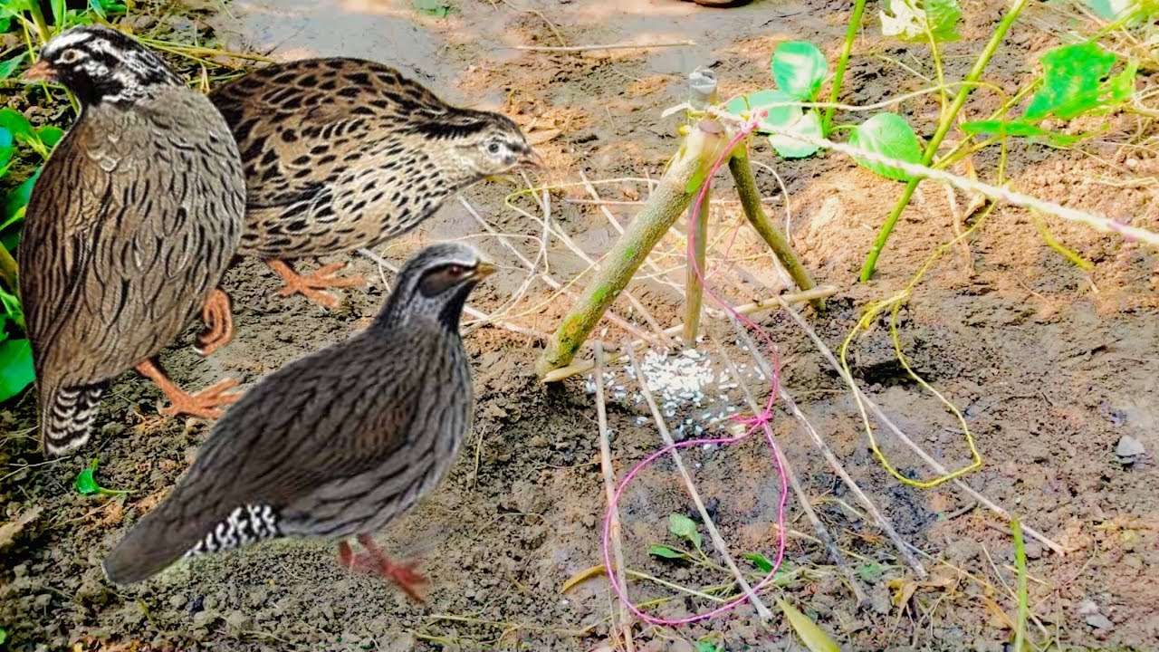 Trap Using Rope How to make Bird trap using rope, it's amazing - YouTube