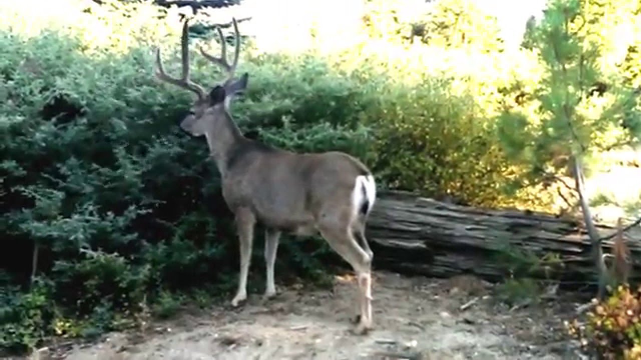 Sequoia National Park , CA - YouTube